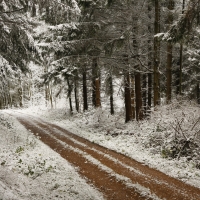 Snow in the Forest