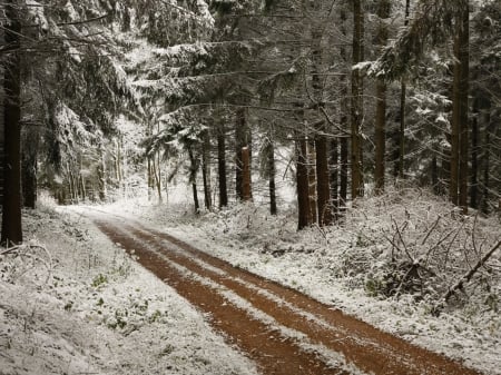 Snow in the Forest - Snow, Nature, Forest, in, the