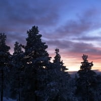 Trees at Dusk