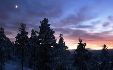 Trees at Dusk - Trees, Nature, Dusk, at