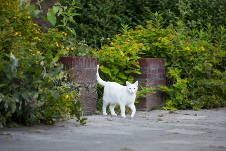 Cat - white, Cat, kitten, kitty