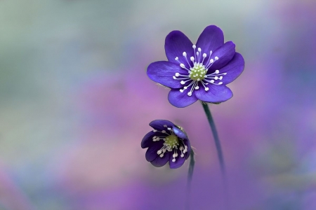 Purple - flower, purple, amazing, garden