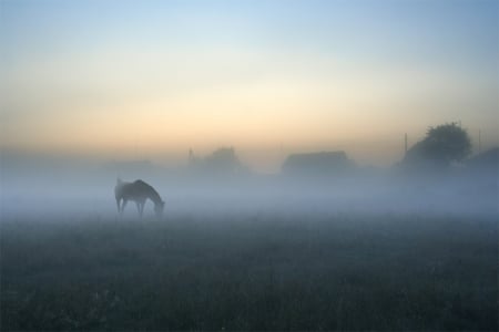 Magical of our land - field, nature, horse, fog