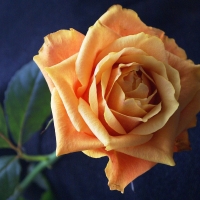 For our dearest friend Welcha