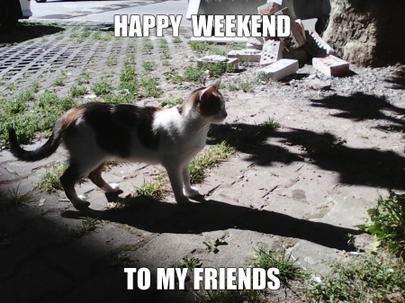 happy weekend - cute, cats, outdoor, animals