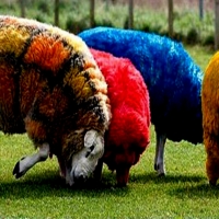 Funny Sheep