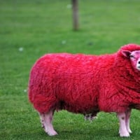 Red Sheep