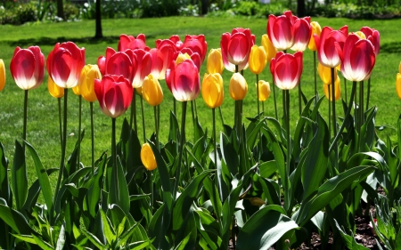 TULIPS - leaves, nature, stems, petals