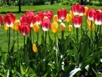 TULIPS