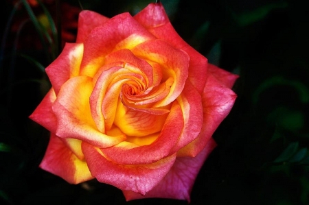 ROSE - NATURE, COLORS, LEAVES, PETALS