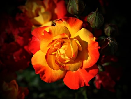 ROSES - NATURE, COLORS, LEAVES, PETALS