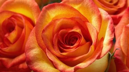 ROSES - NATURE, LEAF, COLORS, PETALS