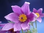 ANEMONES