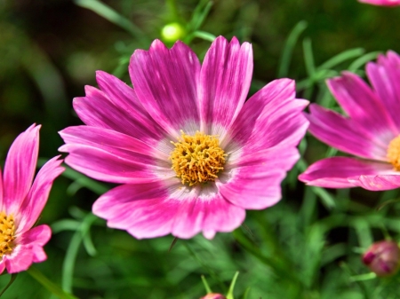 DAISIES - NATURE, LEAVES, STEMS, PETALS