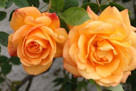 ROSES - NATURE, COLORS, LEAVES, PETALS