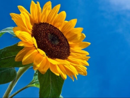 SUNFLOWER - STEM, COLORS, LEAVES, PETALS