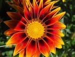 GAZANIA