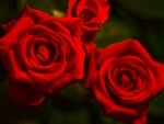 ROSES