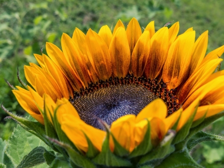 SUNFLOWER - leaves, nature, colors, petals