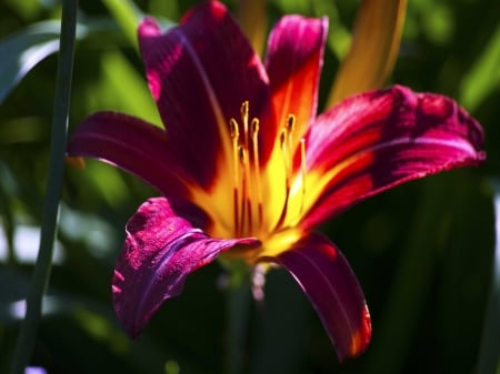 LILY - NATURE, STEM, COLORS, PETALS