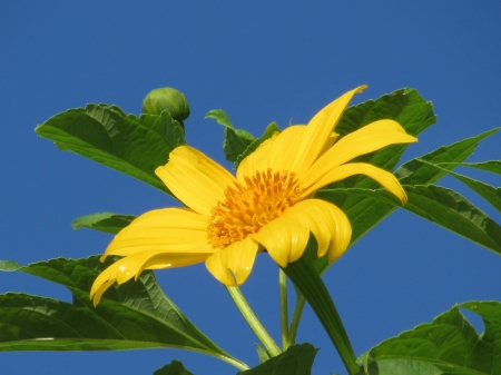 DAISY - leaves, colors, stems, petals