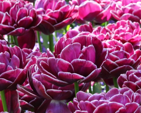 TULIPS - nature, colors, stems, petals