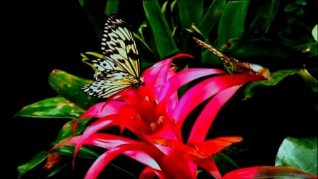 LILIES - leaves, nature, butterfly, pettals