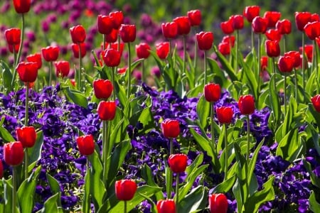 TULIPS - NATURE, LEAVES, STEMS, PETALS