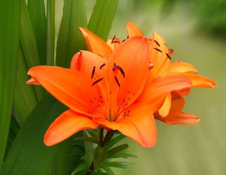 LILIES - leaves, nature, stems, petals