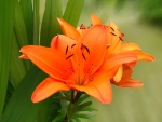 LILIES