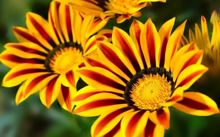 GAZANIA - leaves, petals, nature, colors