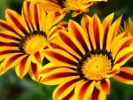 GAZANIA