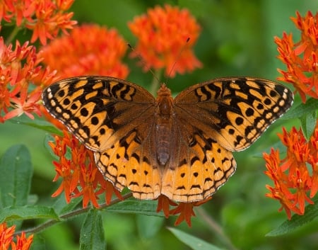 BUTTERFLY - flowers, wings, leaves, petals