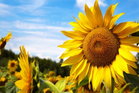 SUNFLOWERS - leaves, petals, nature, colors