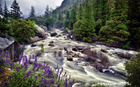 Rushing River - nature, trees, forest, river, flowers, rocks