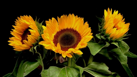 SUNFLOWERS - leaves, petals, nature, colors