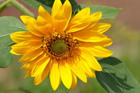 SUNFLOWER - NATURE, COLORS, LEAVES, PETALS