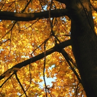 A Golden Leafed Tree Hug : )