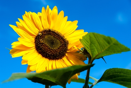 SUNFLOWER - leaves, nature, color, petals