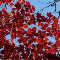 Scarlet Leaves in Sunshine