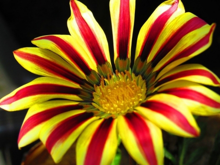 GAZANIA - leaves, petals, nature, colors