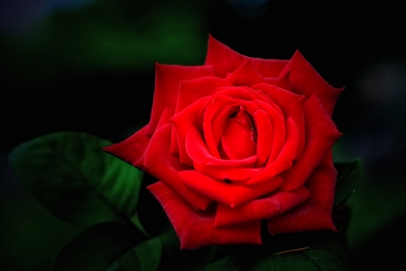 ROSE - leaves, petals, nature, colors