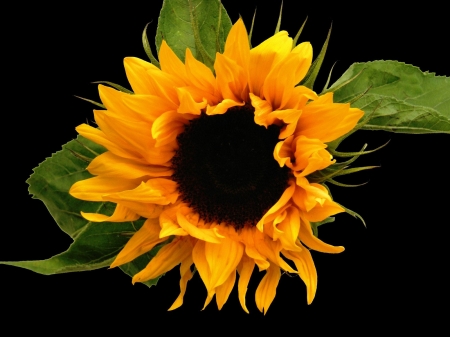 SUNFLOWER - NATURE, COLORS, LEAVES, PETALS