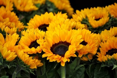 SUNFLOWERS - leaves, nature, stems, petals