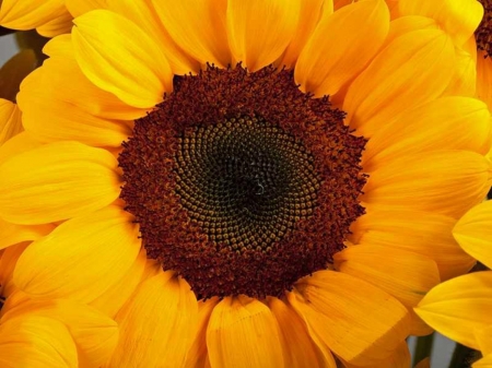 SUNFLOWERS - NATURE, STAMEN, COLORS, PETALS