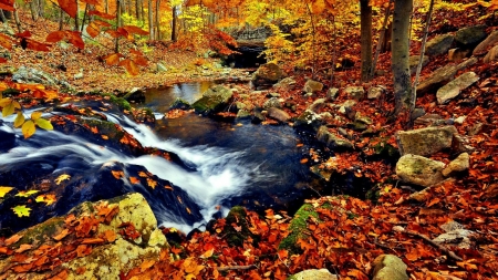 Autumn Cascades - falling, trees, pond, flow, stream, forest, leaves, calmness, nature, autumn