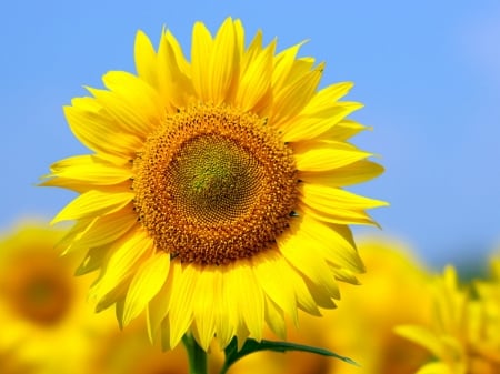 SUNFLOWERS - leaf, petals, colors, stem