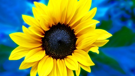 SUNFLOWER - NATURE, STEM, COLORS, PETALS