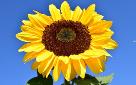 SUNFLOWER - NATURE, COLORS, LEAVES, PETALS