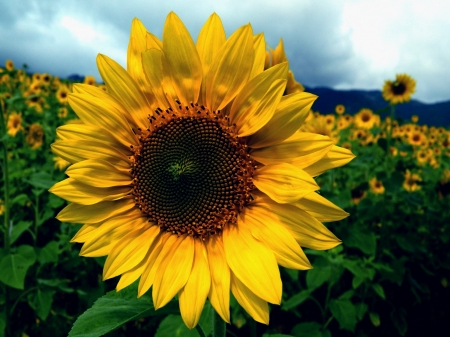 SUNFLOWERS - leaves, nature, colors, petals